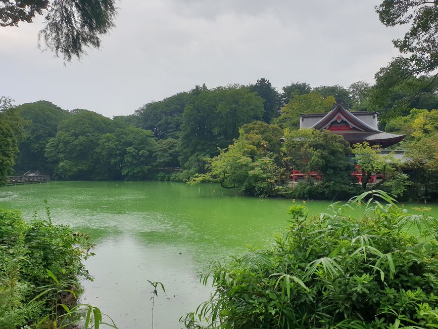 En el estanque Inokashira bajo la lluvia