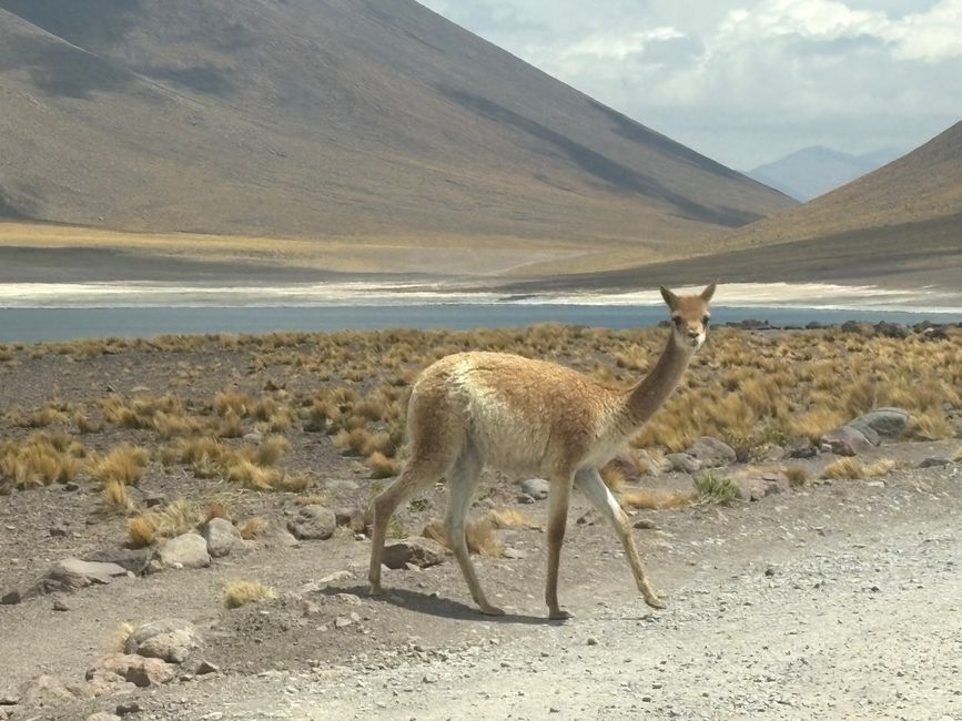 San Pedro de Atacama