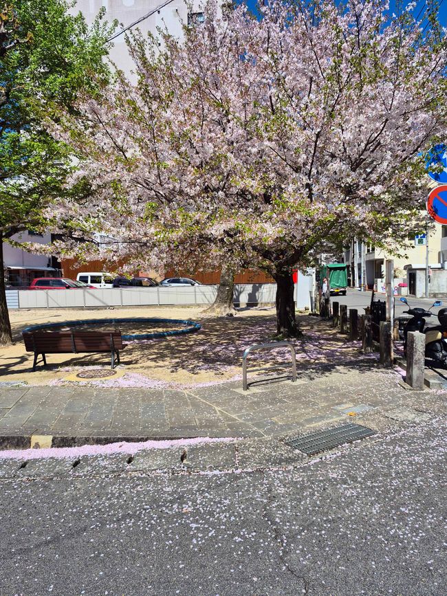 Nagasaki, 7 de abril de 2026