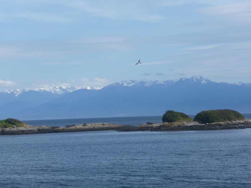 2025-05-21 Vancouver Island Wwoof