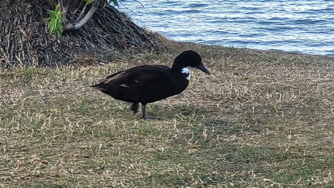 29.Januar-27.Februar 2025 Neuseeland
16.Februar