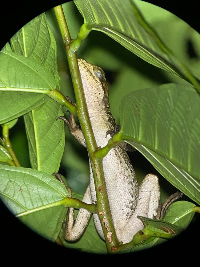 Echse im Baum (durchs Teleskop fotografiert)