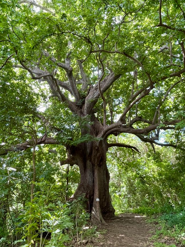 Zwischen Improvisation und Abenteuer