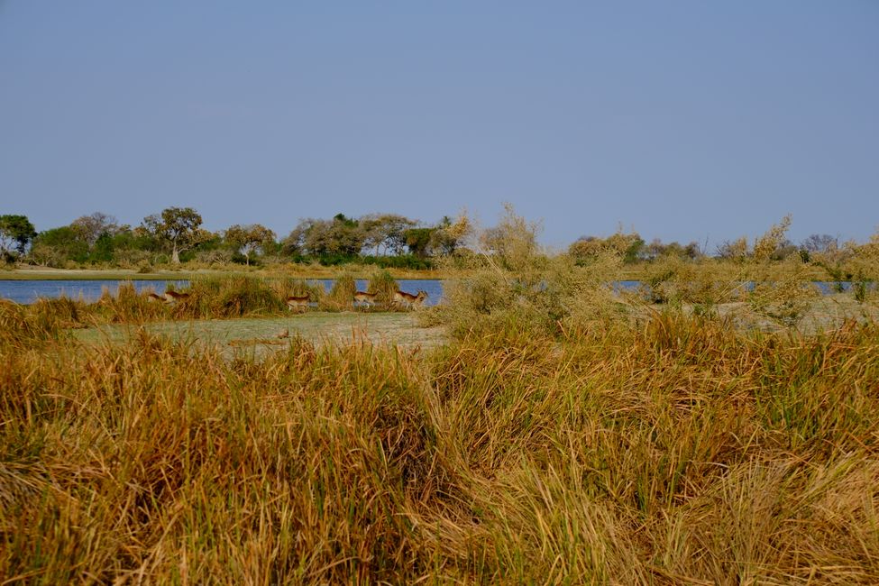 Delta del Okavango 🇧🇼