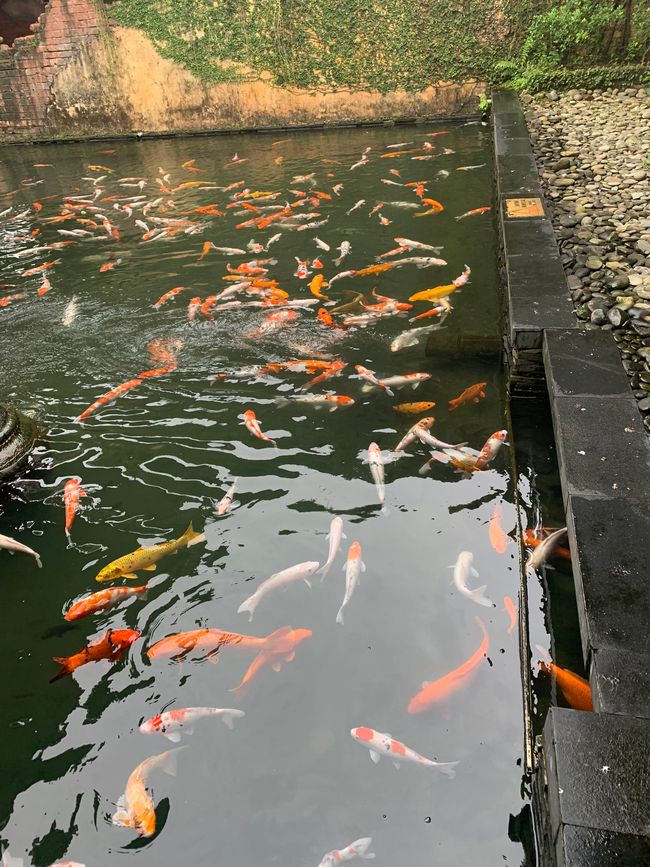 Tag 6 - Hoi An : Un Licorne Endormi et une Aventure dans le Brouillard