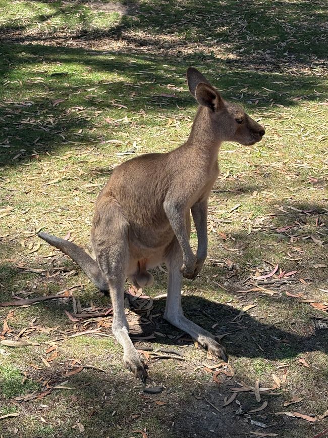 Wiedersehen in Adelaide, 11. und 12.01.25