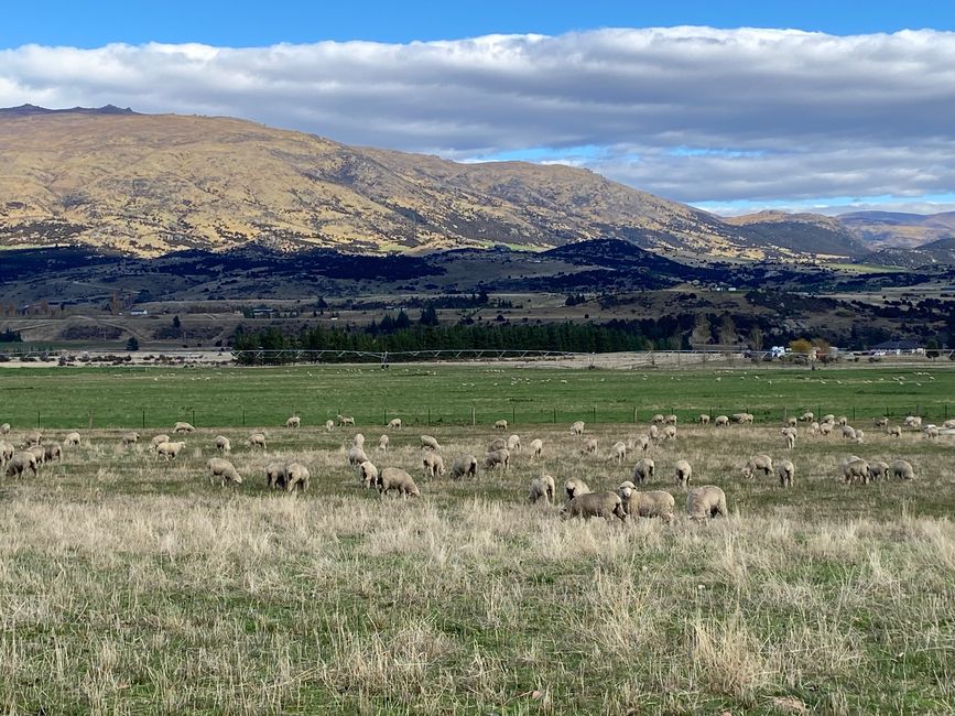Tekapo, working and off we go