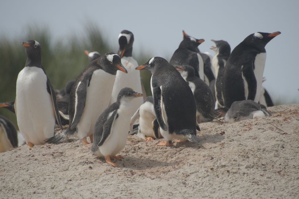 Manchots de Gentoo / Gentoo penguins