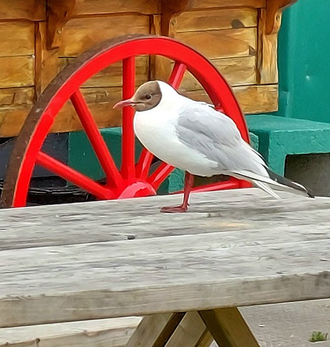 Harlingen aux Pays-Bas
