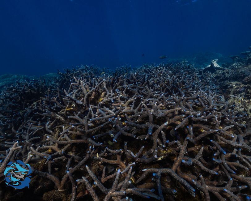 Snorkeling