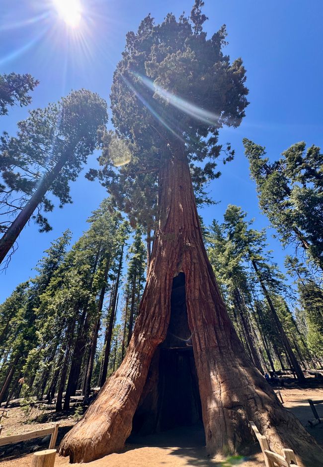 California Tunnel Tree