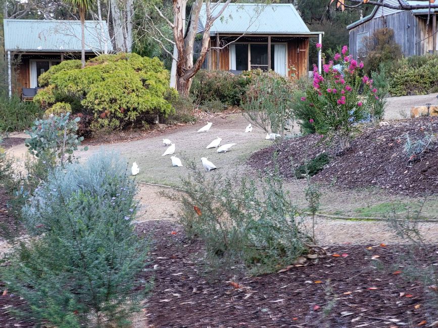 Hahndorf - Halls Gap