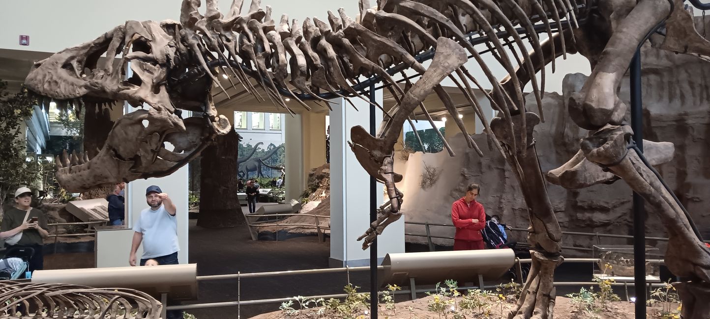 Museum of Natural History I