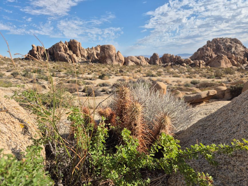 Joshua Tree