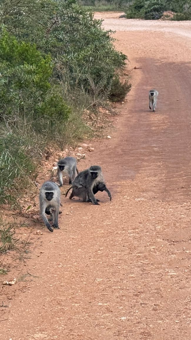 Addo Nationalpark