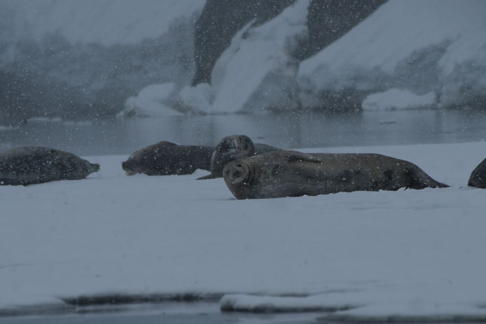 Phoques de Weddell / Weddell seals