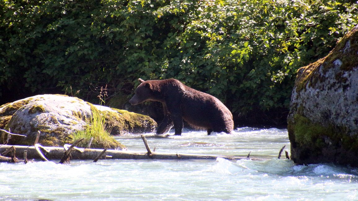 Day 26: Chilkoot River - a big bear show & photoshoot with 'Lulu'