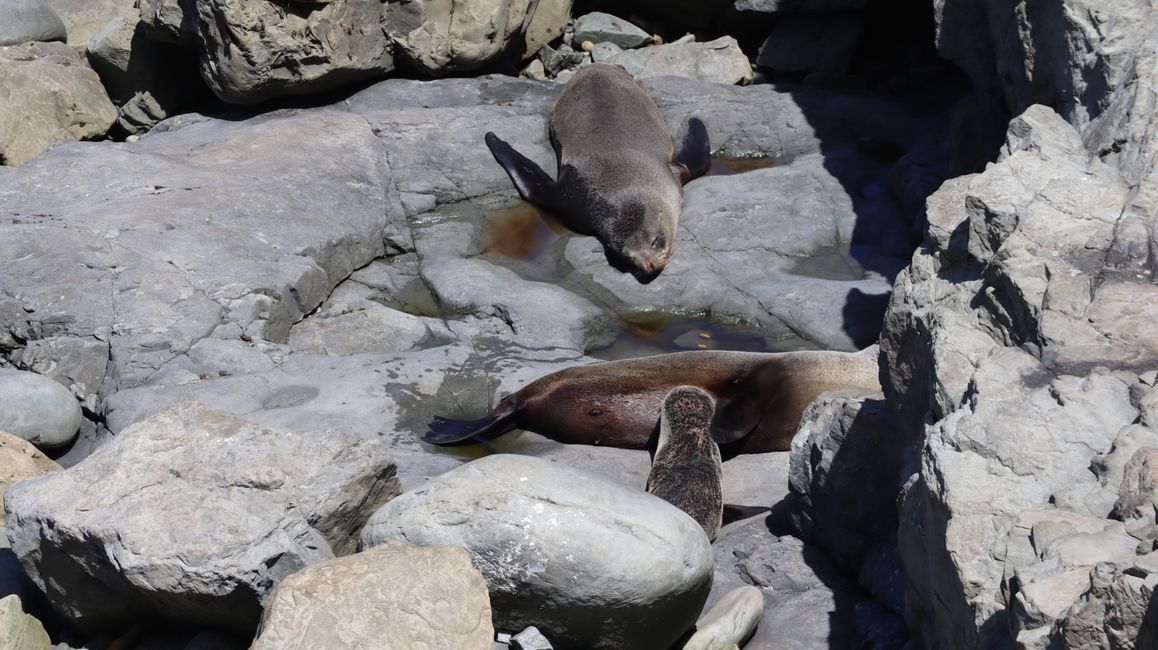 Das Baby trinkt bei der Mama