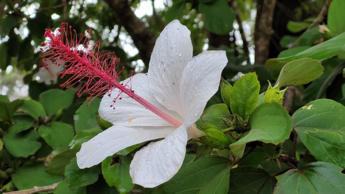 Kauai – profundas gargantas y altas montañas