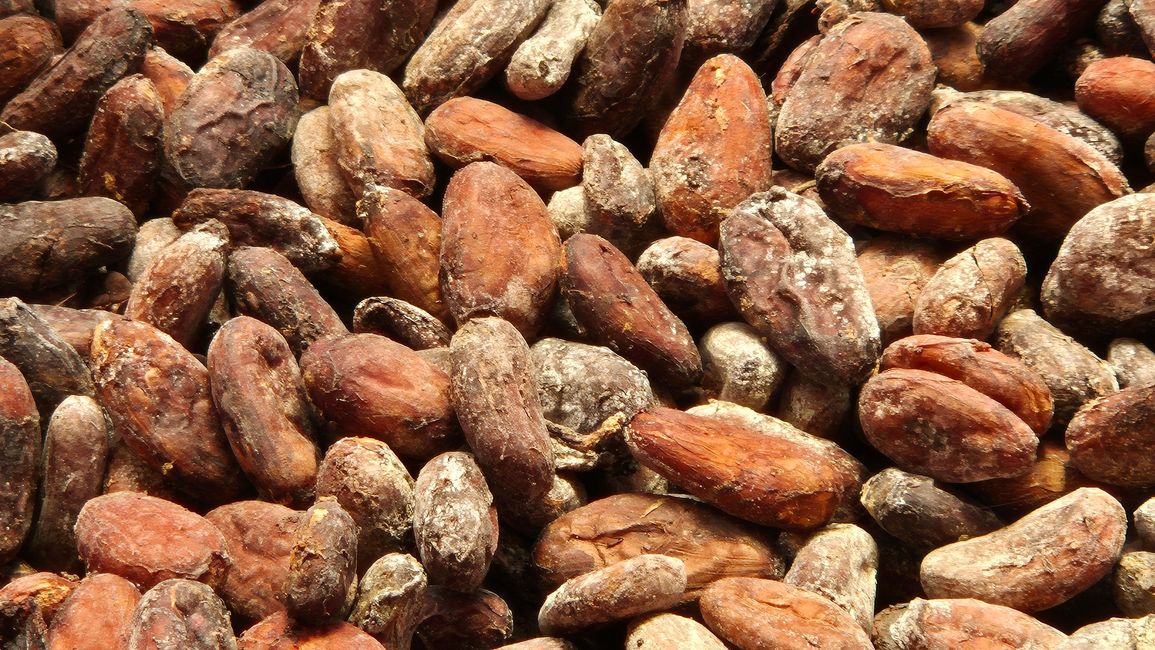 Die Kakaobohnen