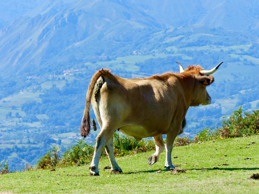 The producers of Asturias's white gold - here taking an active digestion break...