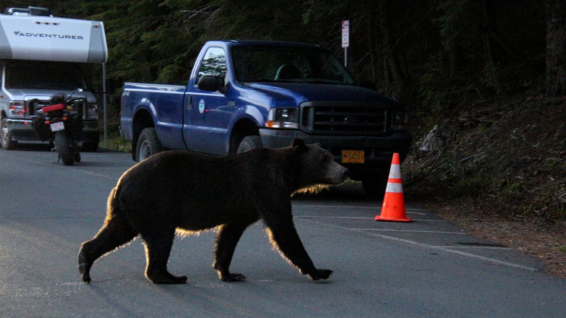 Day 26: Chilkoot River - a big bear show & photoshoot with 'Lulu'