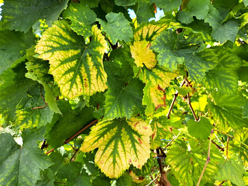 Hexenwerk am Bollenberg