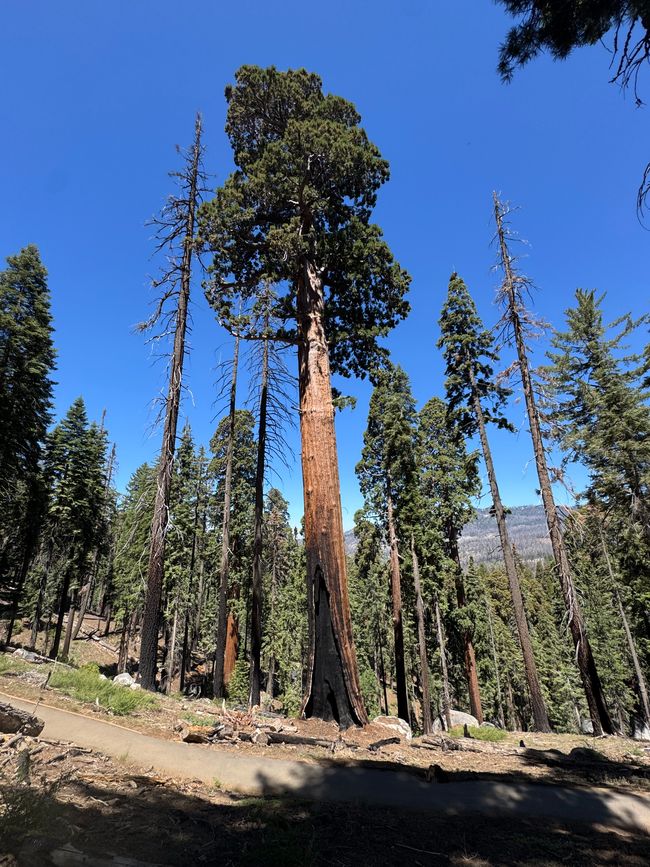 Sequoia National Park