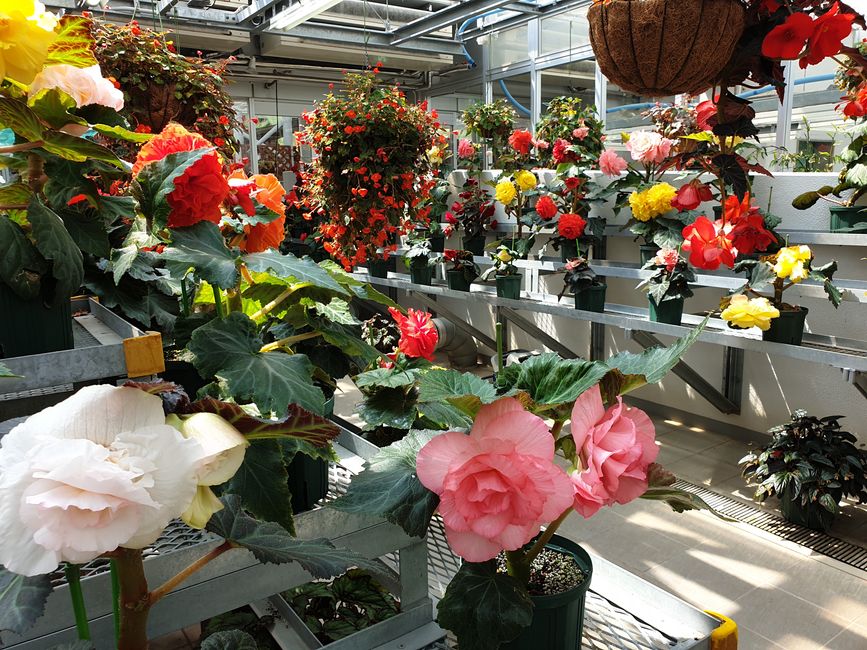 Blumen