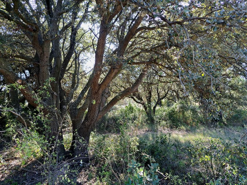 Los Aromas de las Alpilles