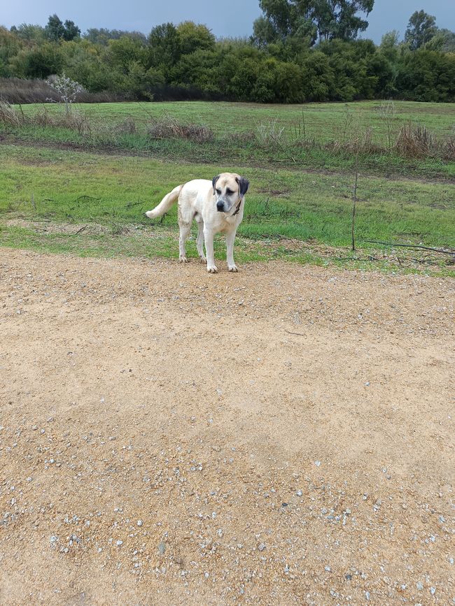 Ein großer Hund