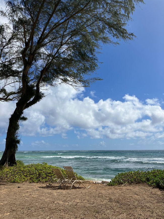 D 20 - 7am Yoga, oceanfront bfast at LavaLava, more running and a nice swim in a pool all to myself 