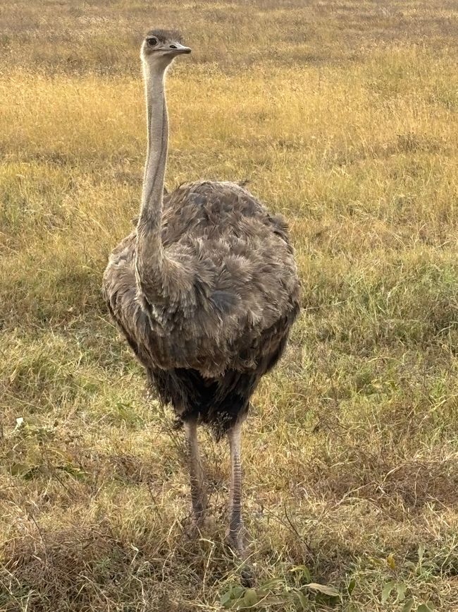 Ngorongoro-Krater