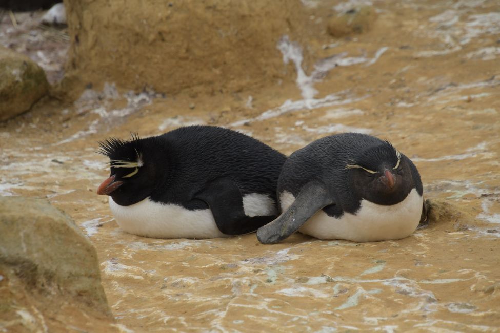 Felsenpinguine / Rockhopper penguins