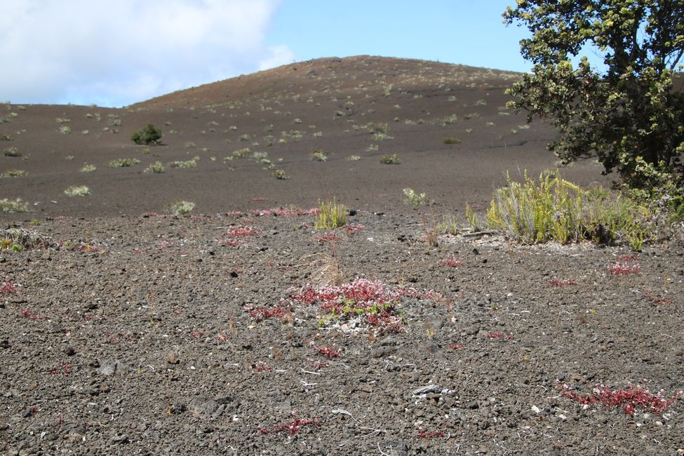 Wir besuchen den Kilauea Vulkan