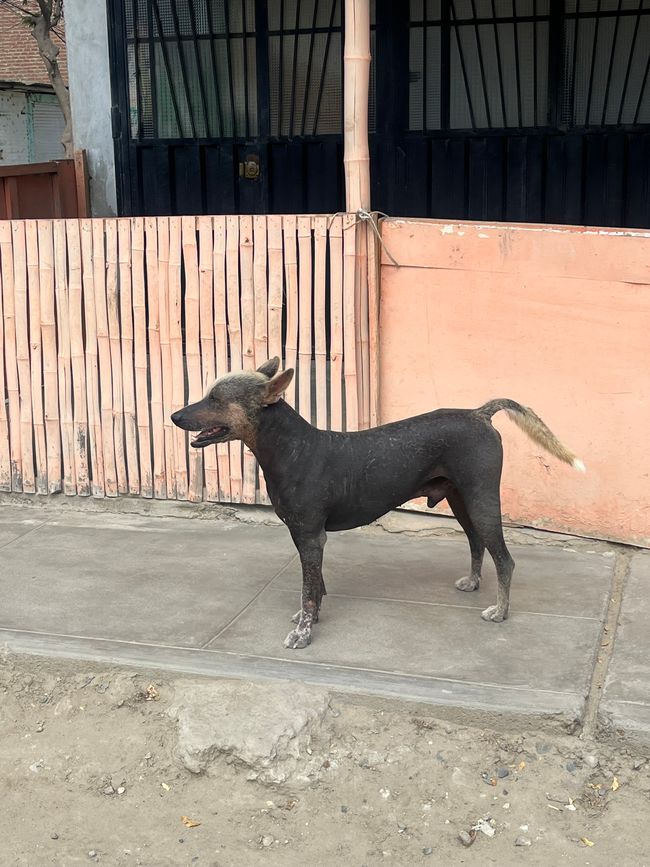 Peruanischer Hund