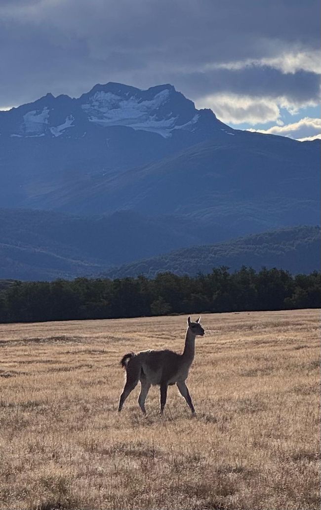 Guanaco