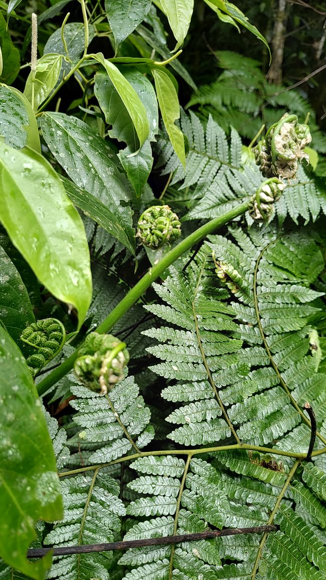 Brasil, Fortaleza Sendero del Bosque Tropical