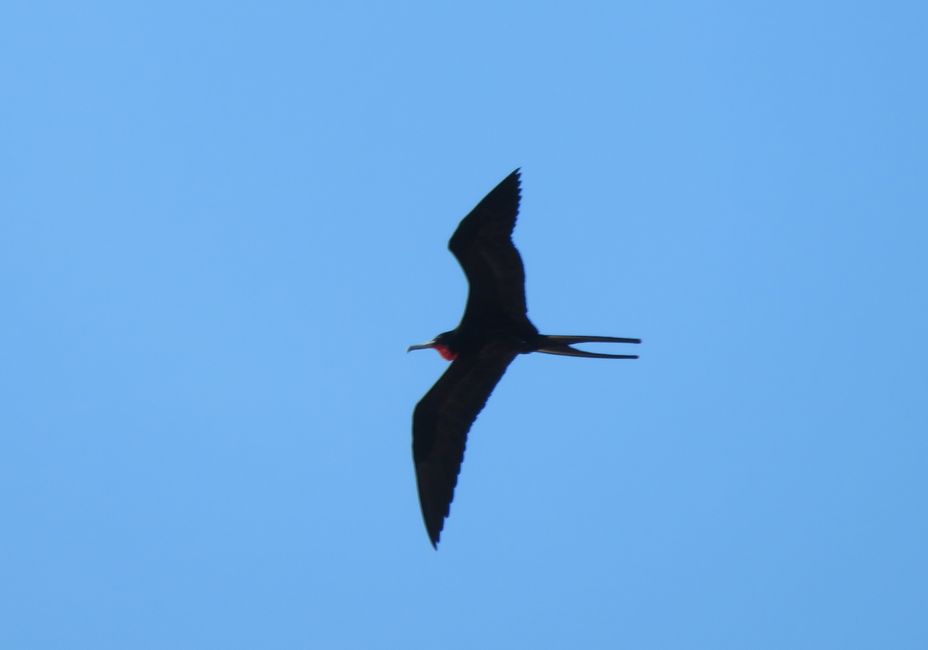 Oiseau de Frégate mâle