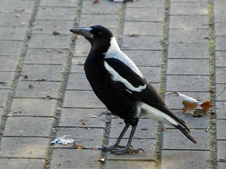 Tanunda Birds