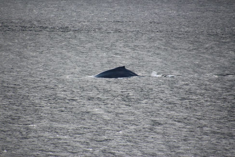 Day 13: Port Hardy - INSIDE PASSAGE  Prince Rupert