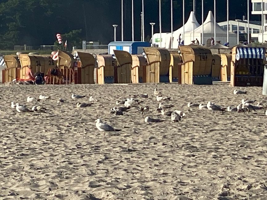 Noch ruhende Möwen gab es viele
