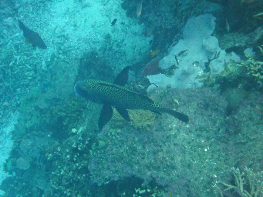 Sauwandarek, Raja Ampat, Indonesia
