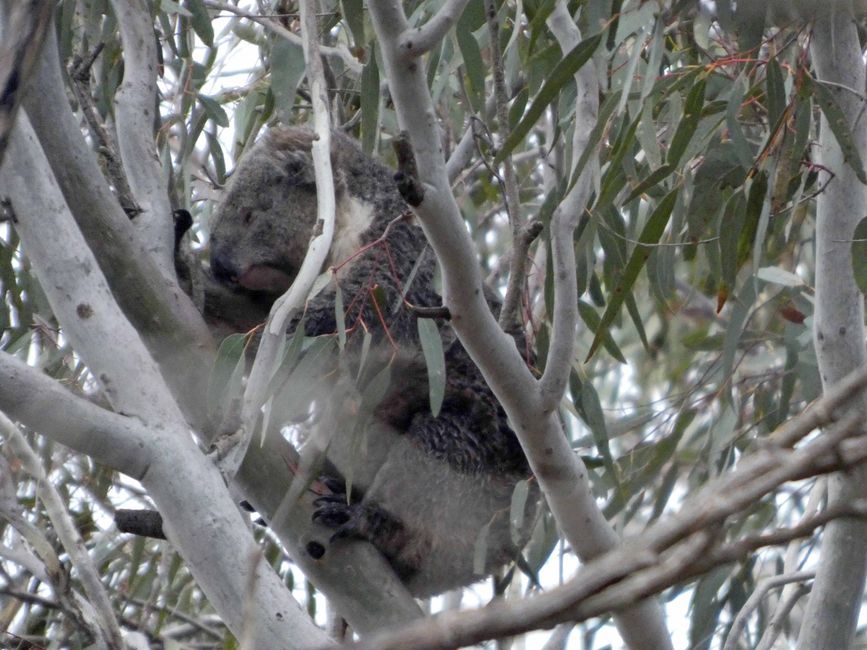 I primi koala sulla strada per Kingscote