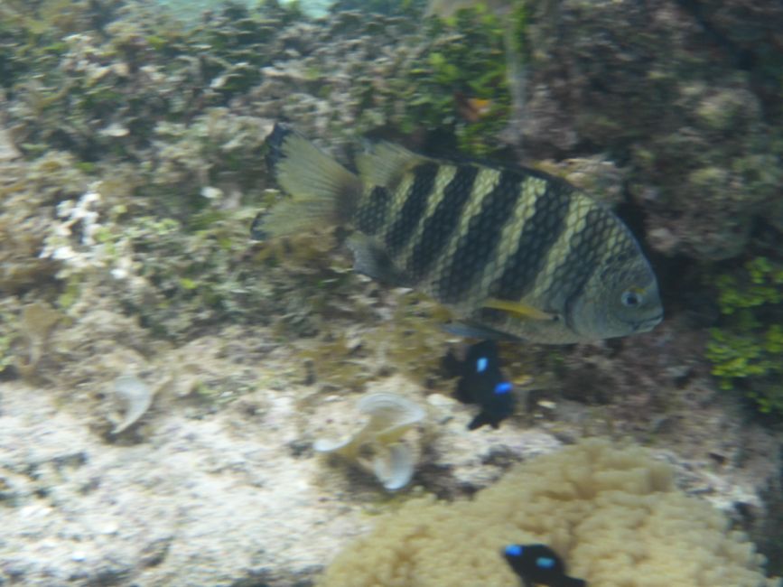 2025-04-23 Tahiti und Huahine