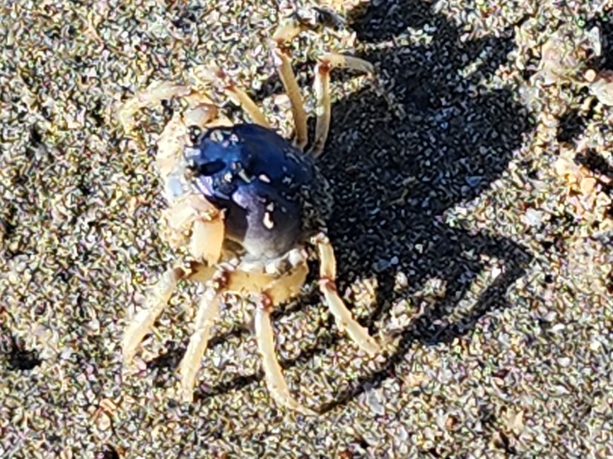 Tag 21, 15. Mai, Cape Hillsborough Nationalpark