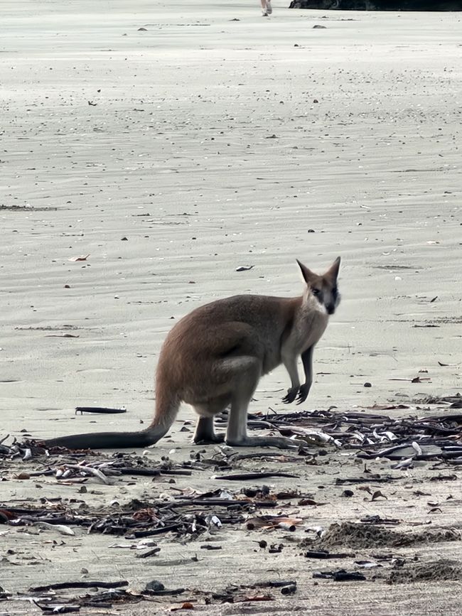 Tag 21, 15. Mai, Cape Hillsborough Nationalpark