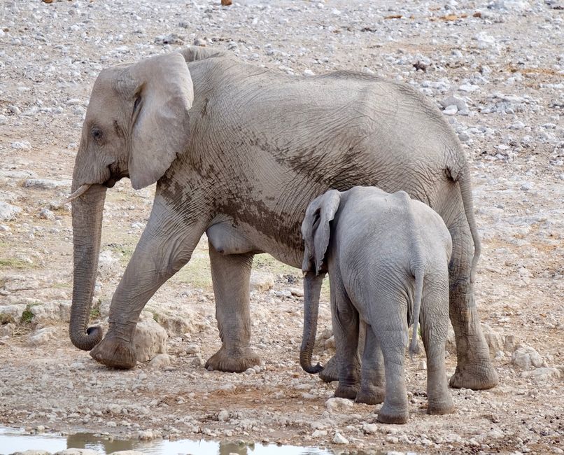 Etosha - Día de los Gatos