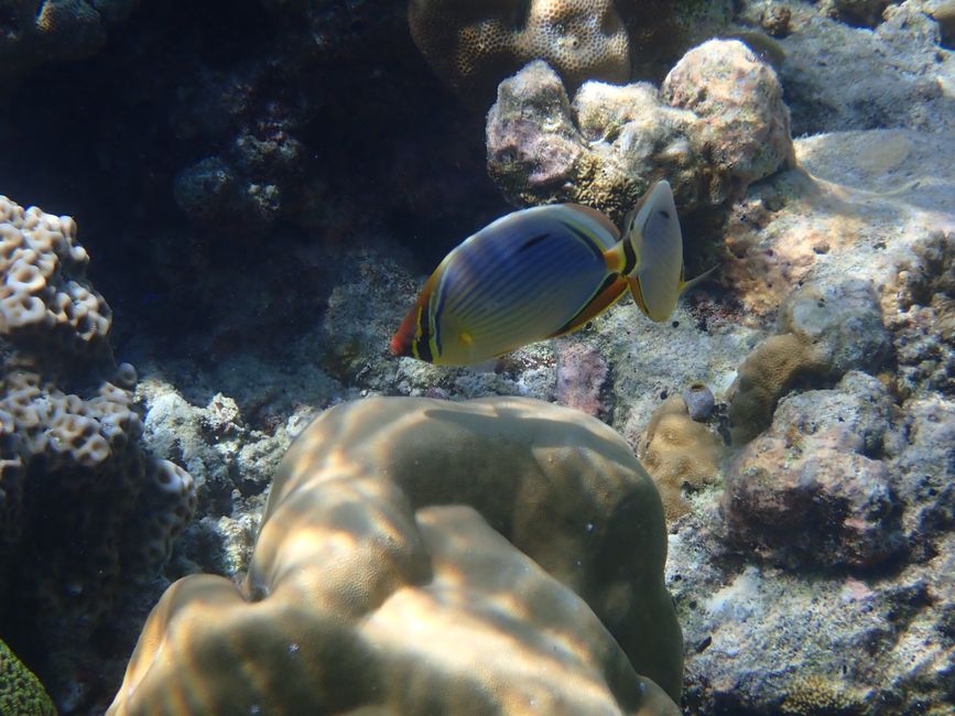 Indian ribbed butterflyfish / Melon butterflyfish