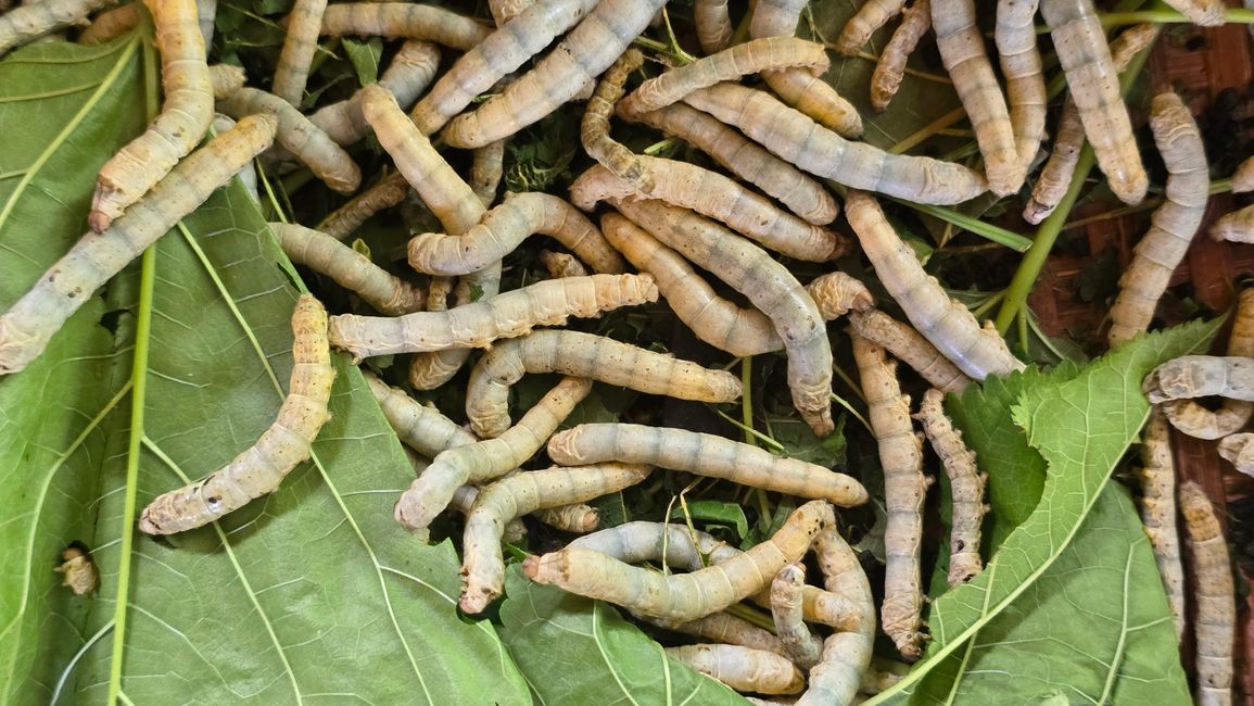 Silk Island Community Center